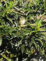 Vireo flavoviridis