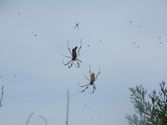 Trichonephila clavipes