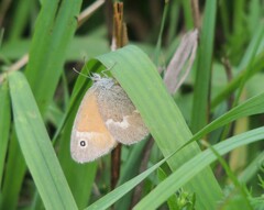 Coenonympha california