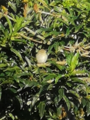 Vireo flavoviridis