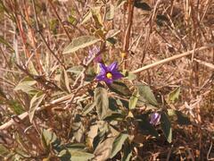Solanum delagoense