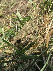 Bufotes viridis viridis