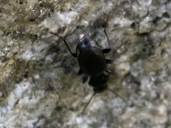 Pterostichus