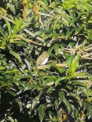 Vireo flavoviridis