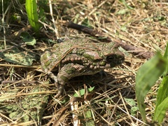 Bufotes viridis viridis