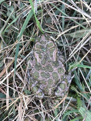 Bufotes viridis viridis