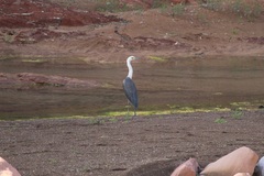 Ardea pacifica