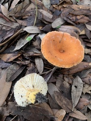 Lactifluus hygrophoroides