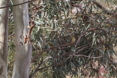 Ptilotula penicillata