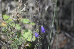 Campanula sibirica