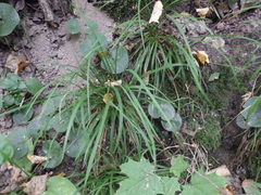 Carex digitata