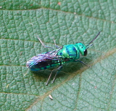 Caenochrysis