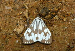 Nyctemera adversata