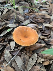 Lactifluus hygrophoroides