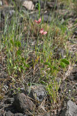 Macroptilium longepedunculatum
