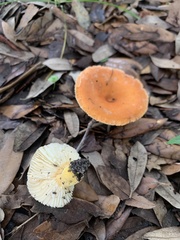 Lactifluus hygrophoroides
