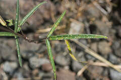 Macroptilium longepedunculatum