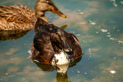 Anas platyrhynchos domesticus