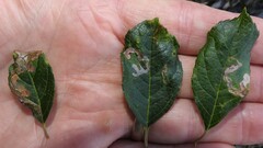 Phytomyza ilicis group