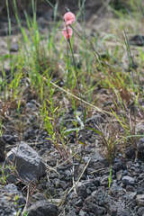 Macroptilium longepedunculatum