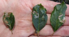 Phytomyza ilicis group