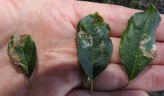 Phytomyza ilicis group