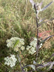 Phaneroptera falcata