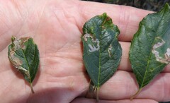 Phytomyza ilicis group