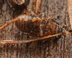 Triaenonychidae