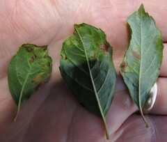 Phytomyza ilicis group