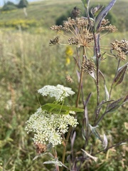 Phaneroptera falcata