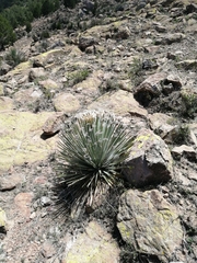 Dasylirion parryanum