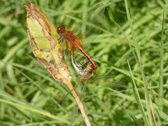Sympetrum flaveolum