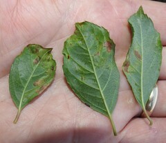 Phytomyza ilicis group