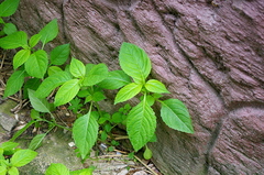 Impatiens parviflora