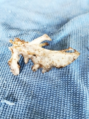 Vertebrata