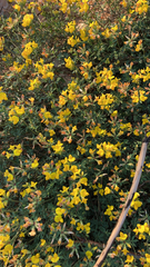 Lotus corniculatus