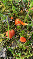Hygrocybe