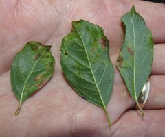 Phytomyza ilicis group