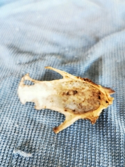 Vertebrata