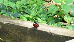 Chloroceryle americana