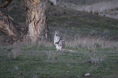 Osphranter robustus erubescens