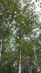 Betula papyrifera