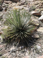 Dasylirion parryanum