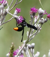 Synagris
