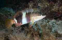 Serranus papilionaceus