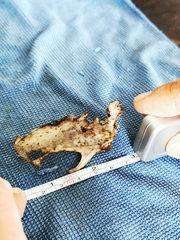 Vertebrata