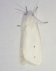 Spilosoma