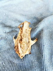 Vertebrata