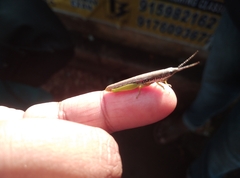 Neorthacris